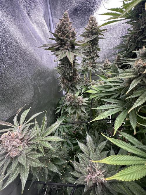 Crazy Platinum Marker. Week 23