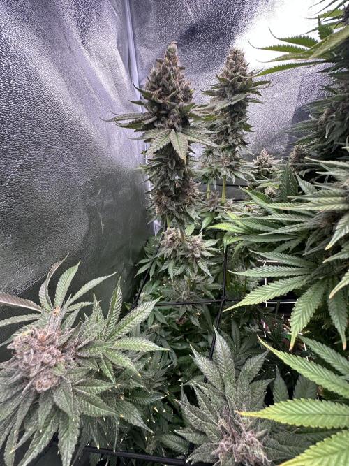 Crazy Platinum Marker. Week 23
