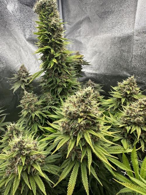 Crazy Platinum Marker. Week 23