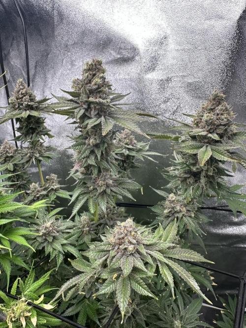 Crazy Platinum Marker. Week 23
