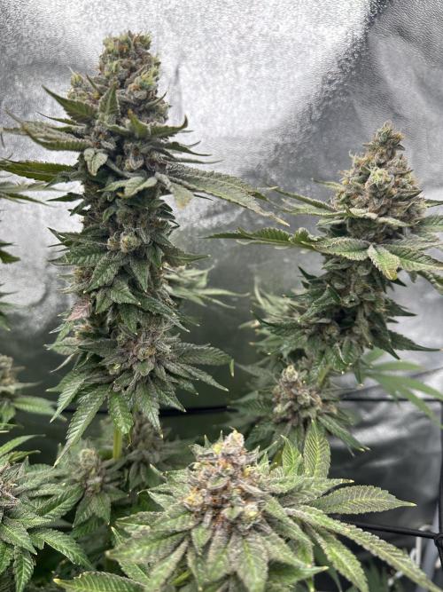Crazy Platinum Marker. Week 23