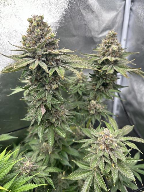 Crazy Platinum Marker. Week 23