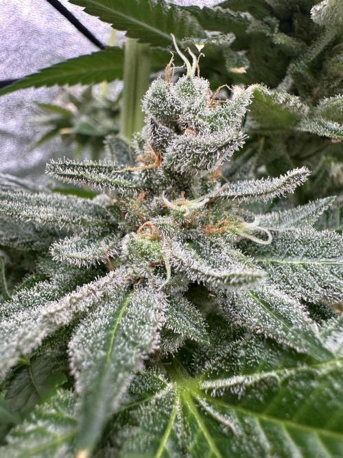 Crazy Platinum Marker. Week 23