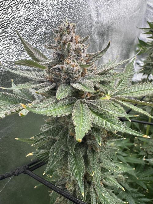 Crazy Platinum Marker. Week 23