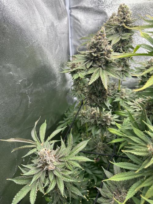 Crazy Platinum Marker. Week 23