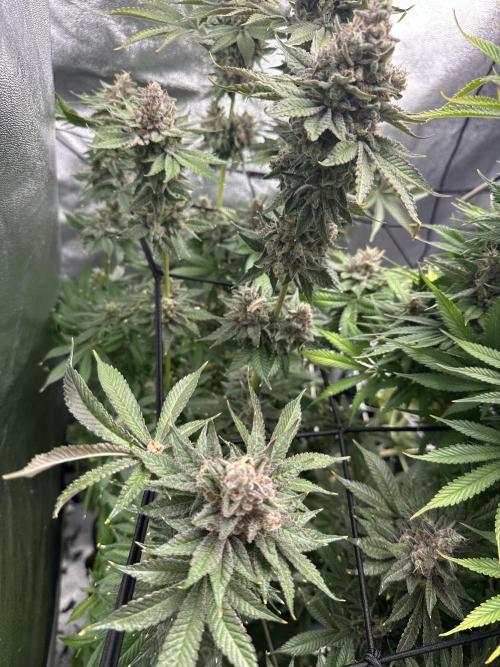 Crazy Platinum Marker. Week 23