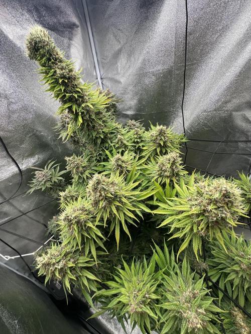 Crazy Platinum Marker. Week 23