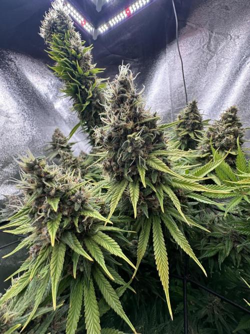 Crazy Platinum Marker. Week 23