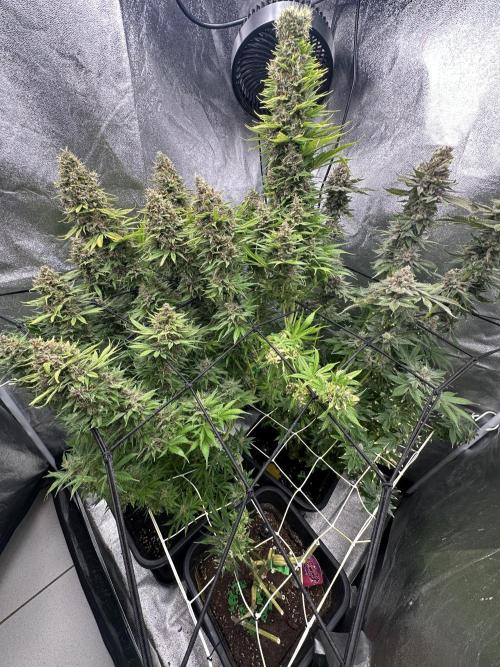 Crazy Platinum Marker. Week 23