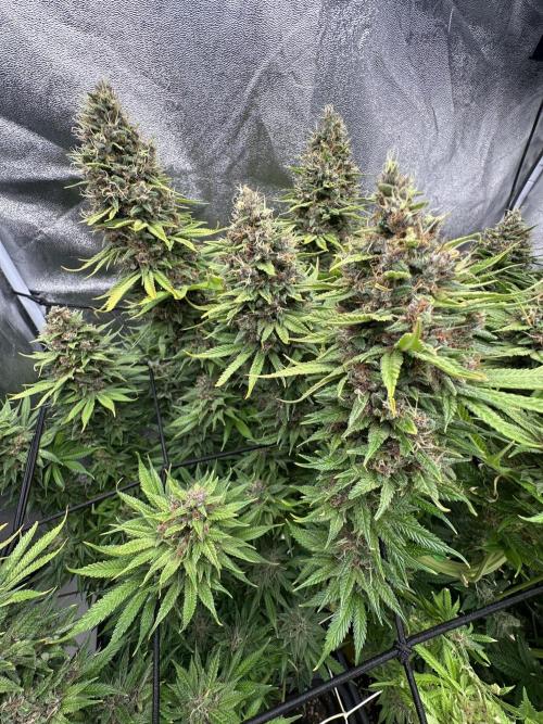 Crazy Platinum Marker. Week 23