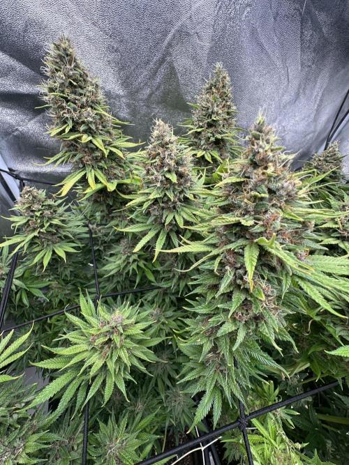 Crazy Platinum Marker. Week 23