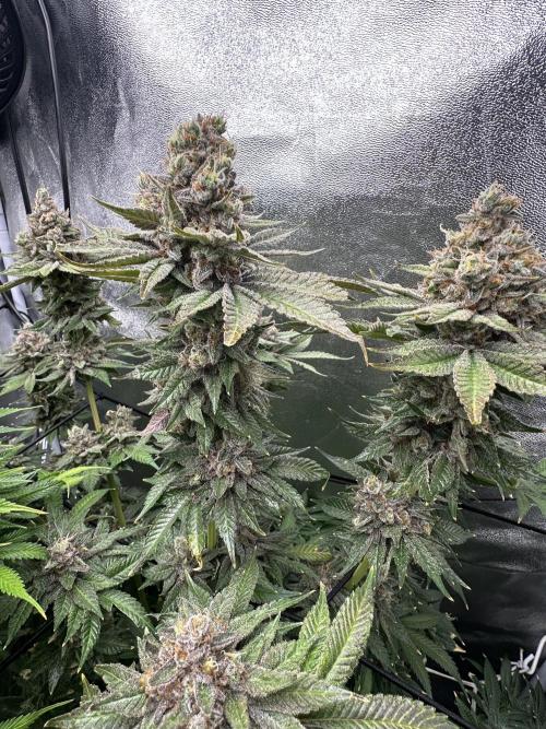 Crazy Platinum Marker. Week 23
