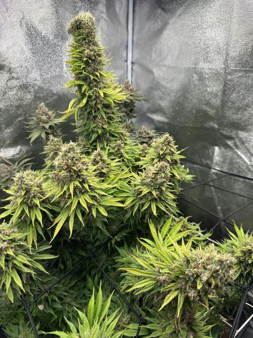 Crazy Platinum Marker. Week 25