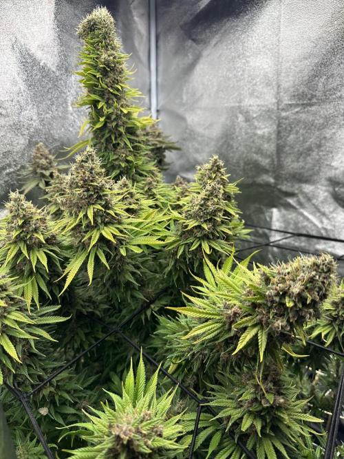 Crazy Platinum Marker. Week 25