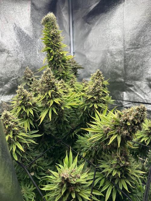 Crazy Platinum Marker. Week 25