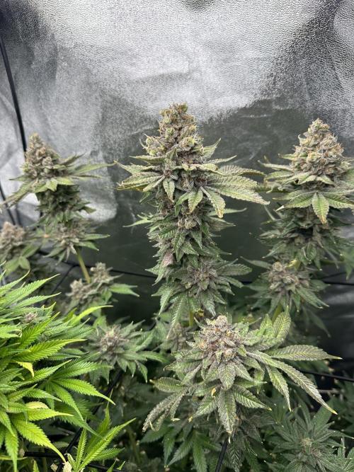 Crazy Platinum Marker. Week 25