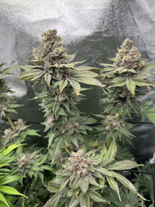 Crazy Platinum Marker. Week 25