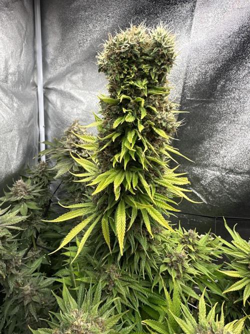 Crazy Platinum Marker. Week 25