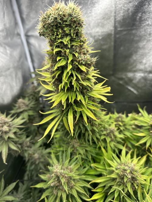 Crazy Platinum Marker. Week 25