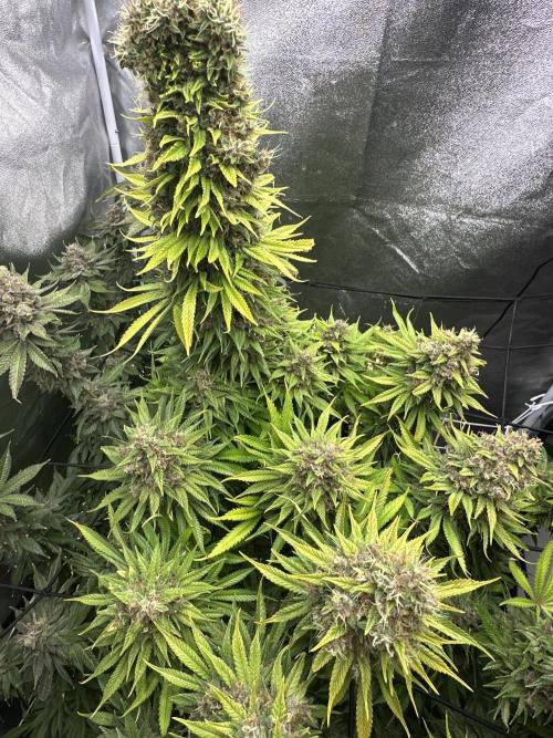 Crazy Platinum Marker. Week 25