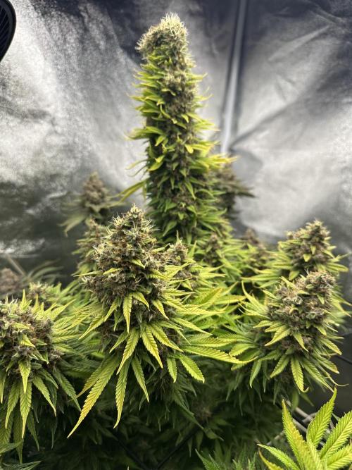 Crazy Platinum Marker. Week 25