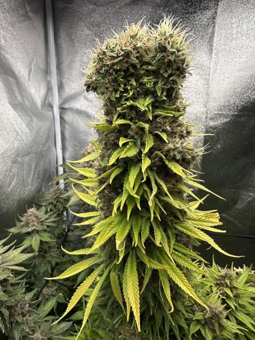 Crazy Platinum Marker. Week 25
