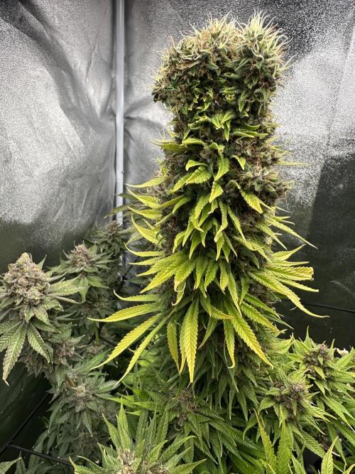Crazy Platinum Marker. Week 25
