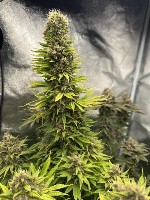 Crazy Platinum Marker. Week 25