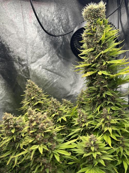 Crazy Platinum Marker. Week 25