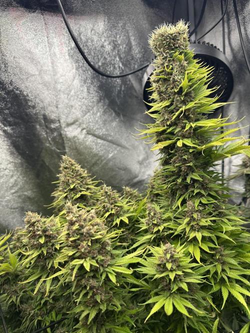 Crazy Platinum Marker. Week 25