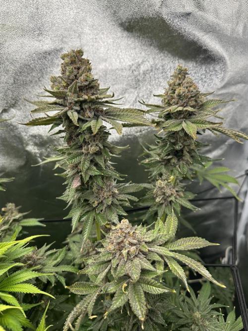 Crazy Platinum Marker. Week 25