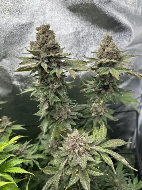 Crazy Platinum Marker. Week 25