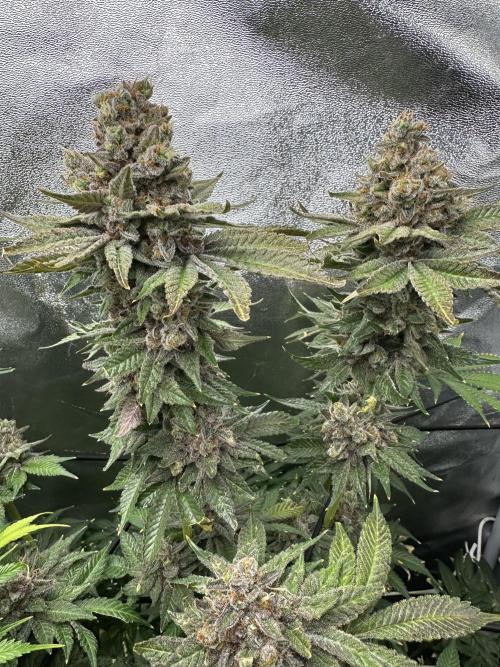 Crazy Platinum Marker. Week 25