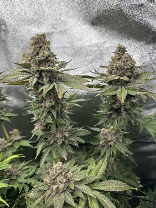 Crazy Platinum Marker. Week 25