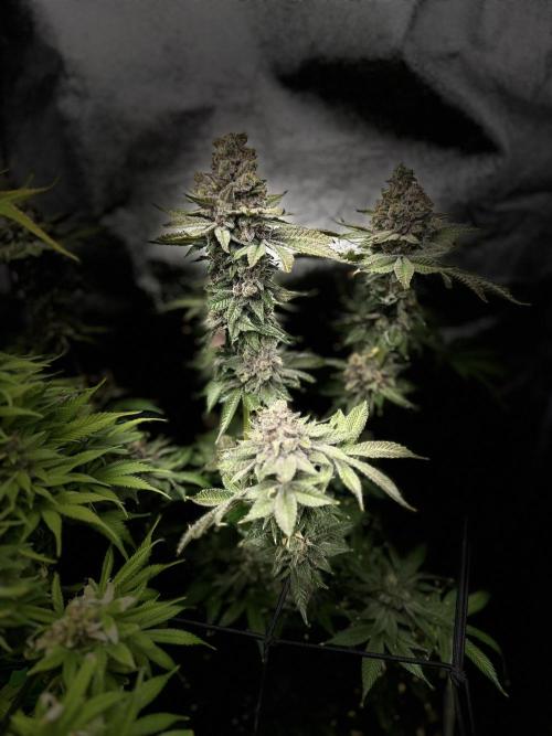Crazy Platinum Marker. Week 25