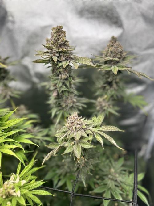 Crazy Platinum Marker. Week 25