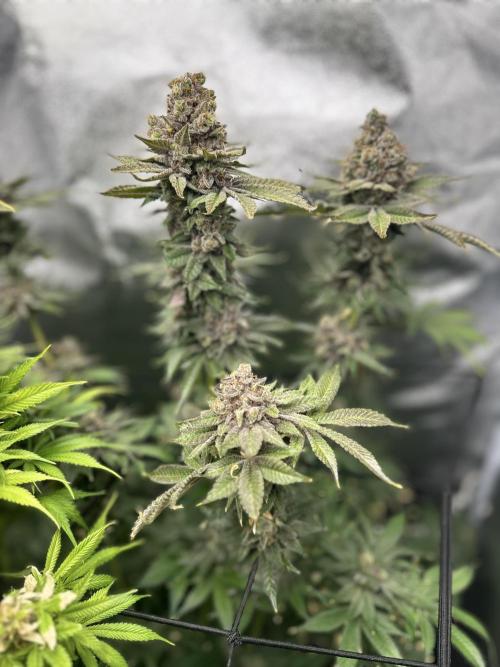 Crazy Platinum Marker. Week 25