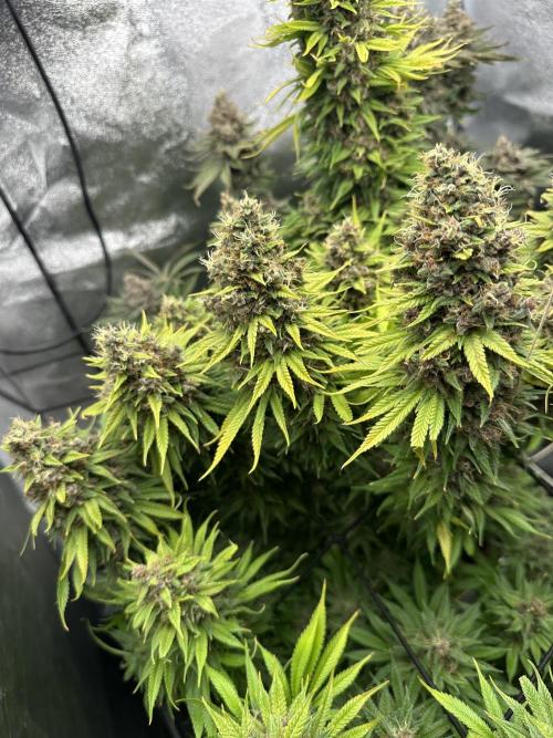 Crazy Platinum Marker. Week 25