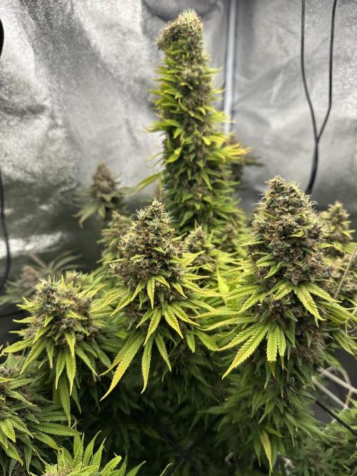 Crazy Platinum Marker. Week 25
