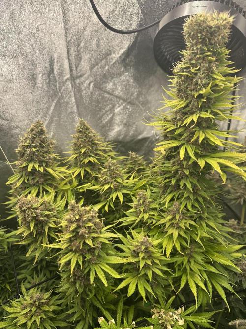 Crazy Platinum Marker. Week 25