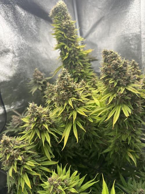 Crazy Platinum Marker. Week 25