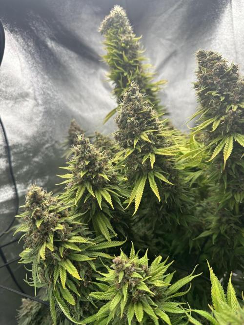 Crazy Platinum Marker. Week 25
