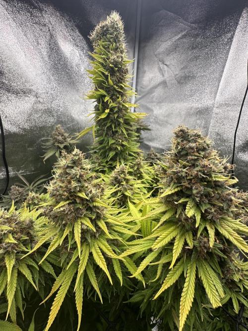 Crazy Platinum Marker. Week 25