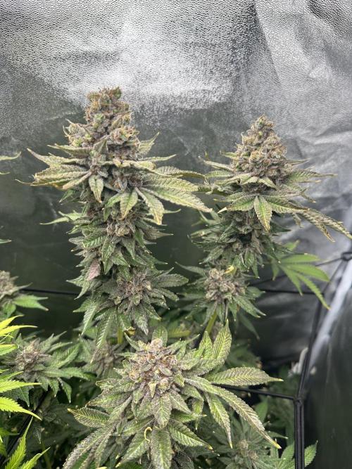 Crazy Platinum Marker. Week 25