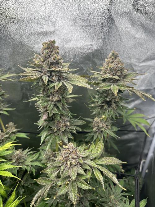 Crazy Platinum Marker. Week 26