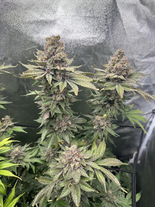 Crazy Platinum Marker. Week 26