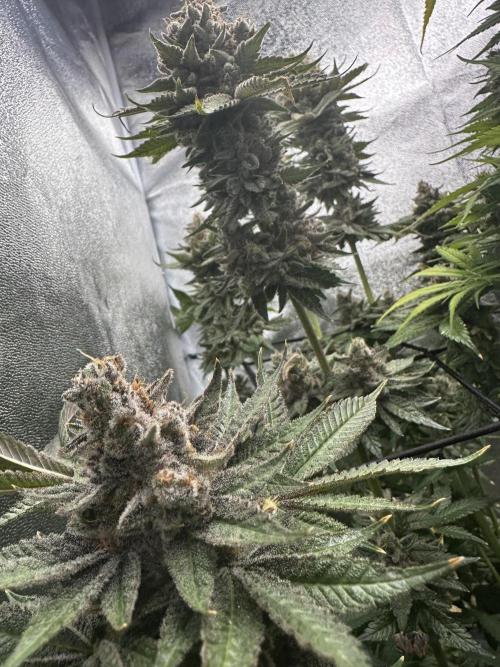 Crazy Platinum Marker. Week 26