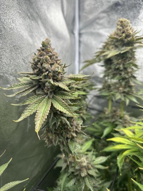 Crazy Platinum Marker. Week 26