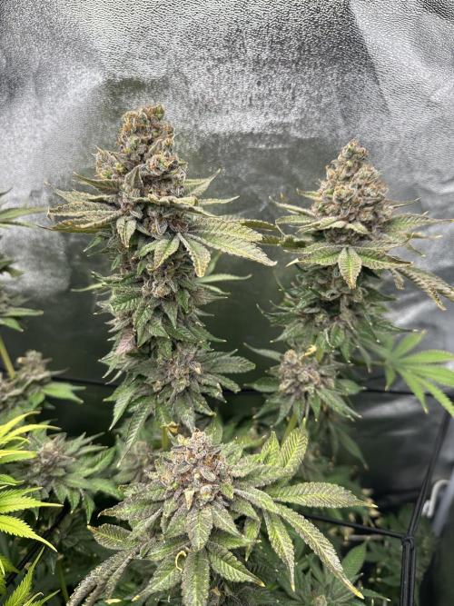 Crazy Platinum Marker. Week 26