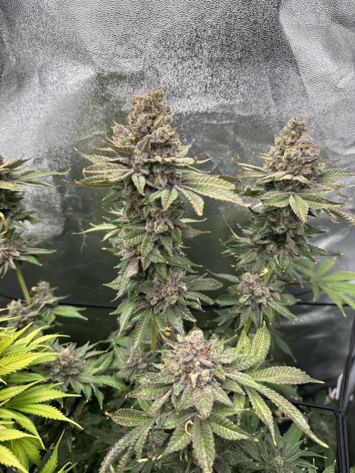 Crazy Platinum Marker. Week 26